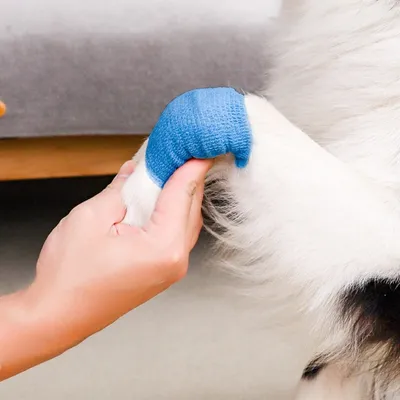ZenPets Bandage de protection autocollant pour chien ZenPets Bandage de protection autocollant pour chien