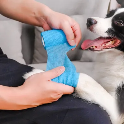 ZenPets Bandage de protection autocollant pour chien ZenPets Bandage de protection autocollant pour chien