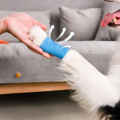 ZenPets Bandage de protection autocollant pour chien ZenPets Bandage de protection autocollant pour chien