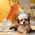 Intimeg Distributeur de savon mousse pour animaux de compagnie