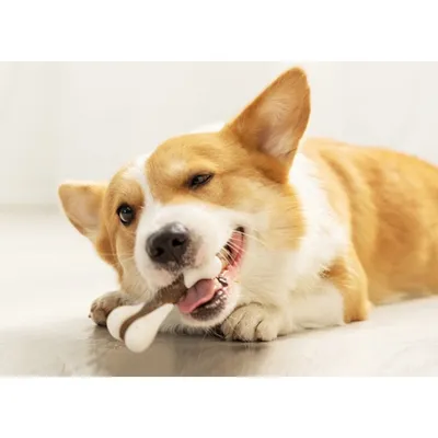 Bâtonnets à mâcher pour chien IntiMeg