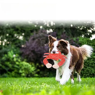 IntiMeg Jouet pour chien - Crabe impérial en peluche