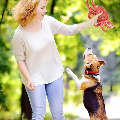 IntiMeg Jouet pour chien - Crabe impérial en peluche