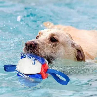 IntiMeg Jouet pour chien Frisbee Ball