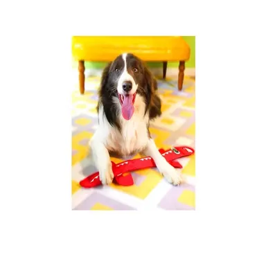 IntiMeg Jouet interactif pour chien