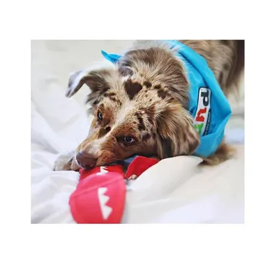 IntiMeg Jouet interactif pour chien
