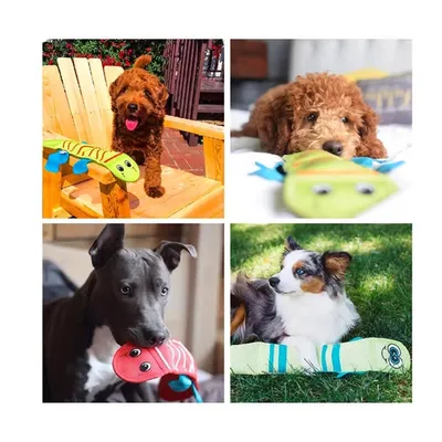 IntiMeg Jouet interactif pour chien