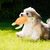 Jouet en peluche pour chien - Tortue, grinçant