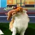 ZenPets Jouet en peluche pour grignoter et interagir