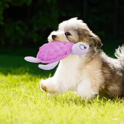 Jouet en peluche pour chien - Tortue, grinçant