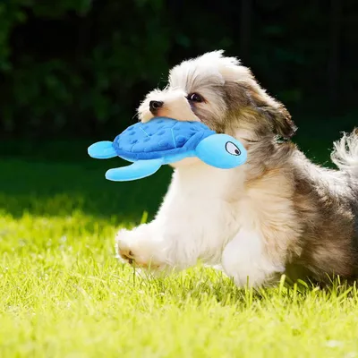 MCBOSON Jouet en peluche pour chien - Tortue, grinçant
