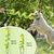 ZenPets Jouet de formation interactif pour chiens