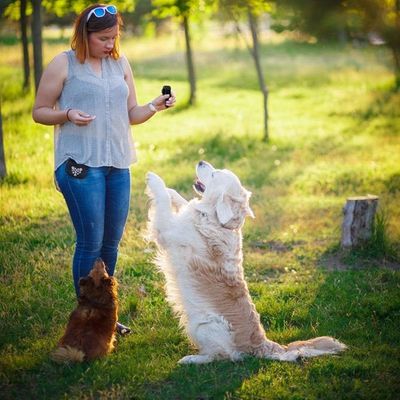 IntiMeg Clicker de dressage pour chien