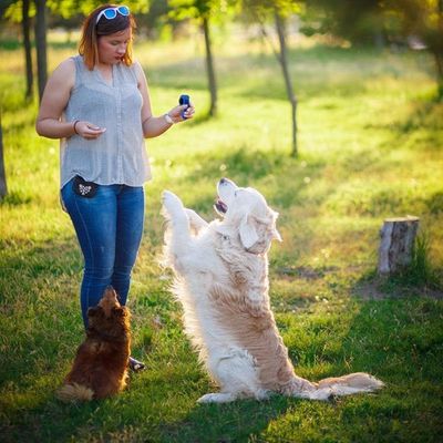 IntiMeg Clicker de dressage pour chien