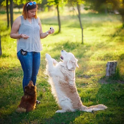 IntiMeg Clicker de dressage pour chien