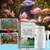 ZenPets Agent anti-mousse et anti-algue pour aquarium