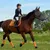 ZenPets Masque anti-moustiques pour cheval ZenPets Masque anti-moustiques pour cheval