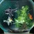 ZenPets Agent purificateur d'eau pour aquarium