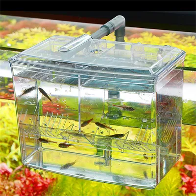 Bassin d'élevage pour aquarium IntiMeg