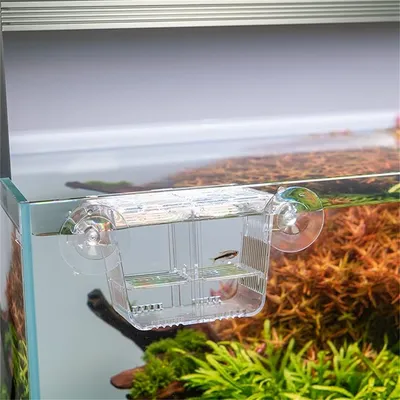 Incubateur de poissons IntiMeg