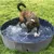 Piscine pliante pour chien