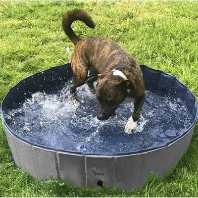 Piscine pliante pour chien