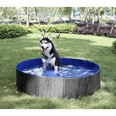 Piscine pliante pour chien