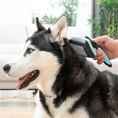 Brosse pour animaux de compagnie à pointes rétractables
