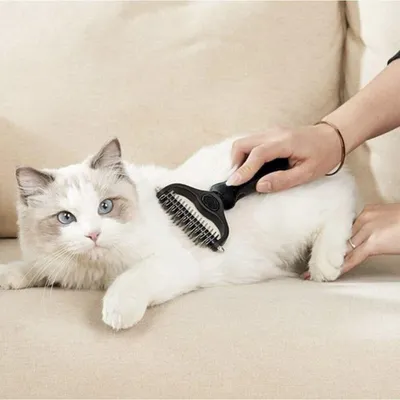 Tondeuse et peigne à cheveux pour chien