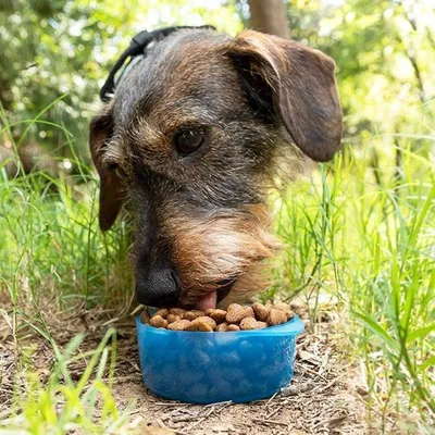 Bouteille d'eau et bol de nourriture pour chien pratique