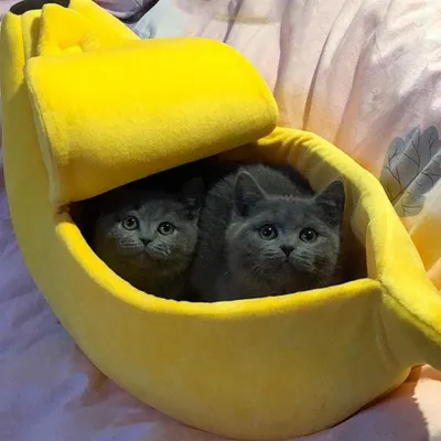 Panier pour chat en forme de banane confortable