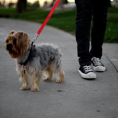 Ceinture de sécurité réglable pour chien