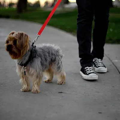 Ceinture de sécurité réglable pour chien