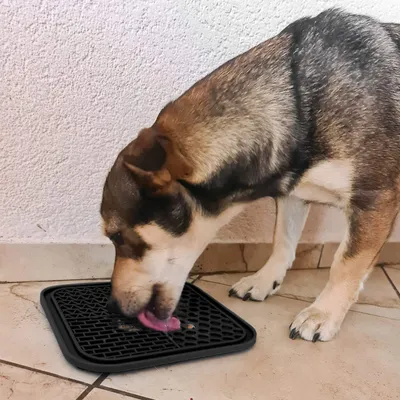 Tapis à lécher interactif pour chien