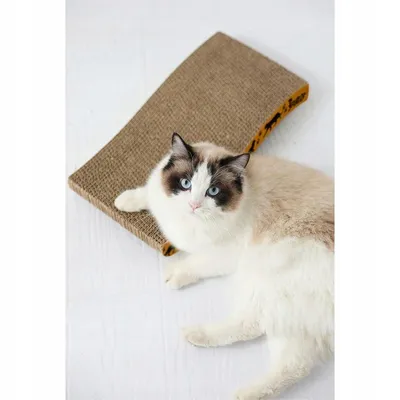 Planche à gratter trèfle pour chat