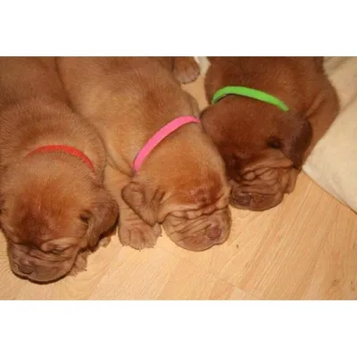 Colliers colorés pour chatons et chiots
