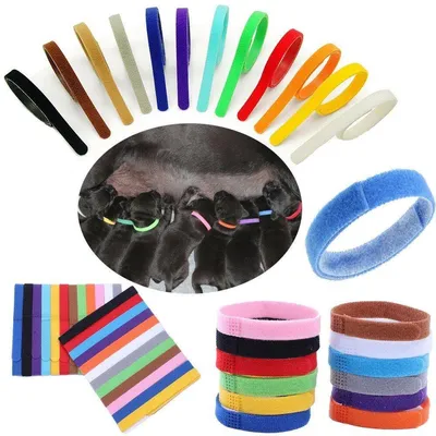 Colliers colorés pour chatons et chiots