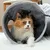 Tunnel amusant pliable pour chat