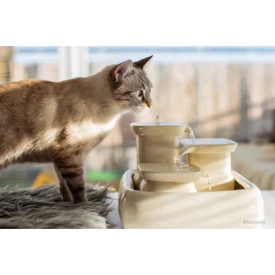 Miaustore - Fontaine à eau en céramique 3,4L pour chats