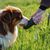 lionto bouteille d’eau portable pour chien anti-fuite en plastique ABS