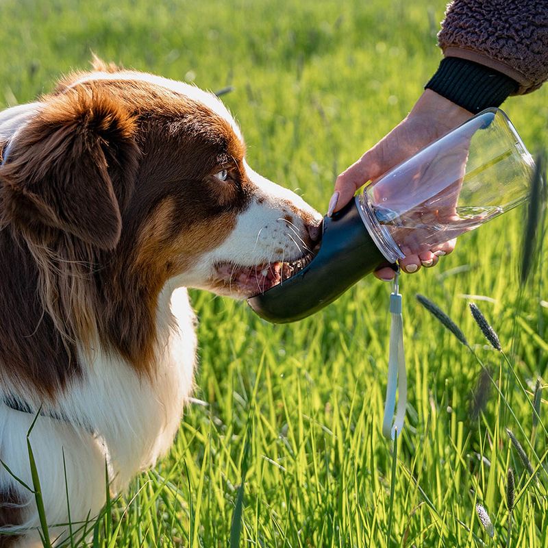 lionto bouteille d’eau portable pour chien anti-fuite en plastique ABS