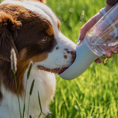 lionto tragbare, auslaufsichere Hundetrinkflasche aus ABS-Kunststoff