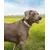 lionto collier pour chien en nylon, rembourré, réfléchissant 360° lionto collier pour chien en nylon, rembourré, réfléchissant 360°