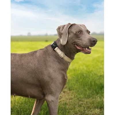 lionto collier pour chien en nylon, rembourré, réfléchissant 360° lionto collier pour chien en nylon, rembourré, réfléchissant 360°