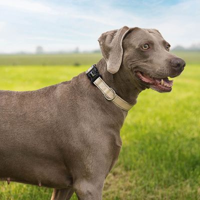 lionto collier pour chien en nylon, rembourré, réfléchissant 360°