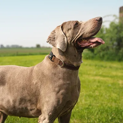 lionto collier pour chien en nylon, rembourré, réfléchissant 360°