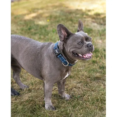lionto collier pour chien en nylon, rembourré, réfléchissant 360° lionto collier pour chien en nylon, rembourré, réfléchissant 360°