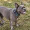 lionto collier pour chien en nylon, rembourré, réfléchissant 360° S : 30 - 40 cm, Bleu