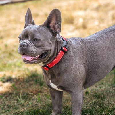 lionto collier pour chien en nylon, rembourré, réfléchissant 360° S : 30 - 40 cm, Rouge