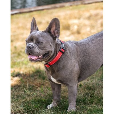 lionto collier pour chien en nylon, rembourré, réfléchissant 360°
